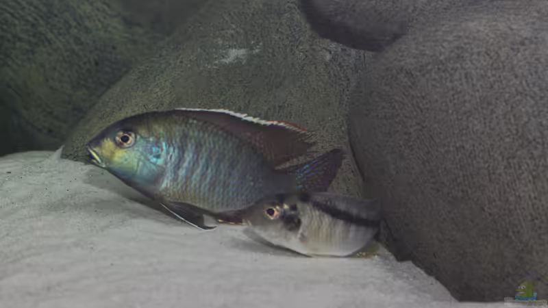Tramitichromis sp. chirwa im Aquarium halten (Einrichtungsbeispiele für Tramitichromis sp. chirwa) Tramitichromis sp. chirwa im Aquarium halten (Einrichtungsbeispiele für Tramitichromis sp. chirwa)