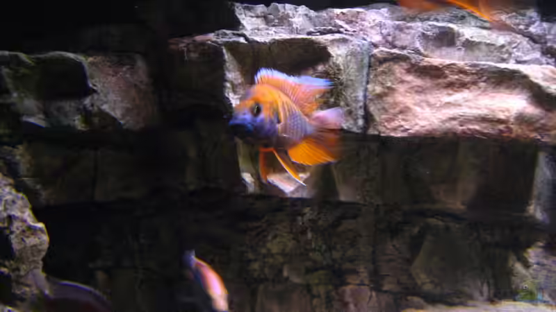 Trematocranus-Arten im Aquarium halten (Einrichtungsbeispiele für Trematocranus-Arten) Trematocranus-Arten im Aquarium halten (Einrichtungsbeispiele für Trematocranus-Arten)