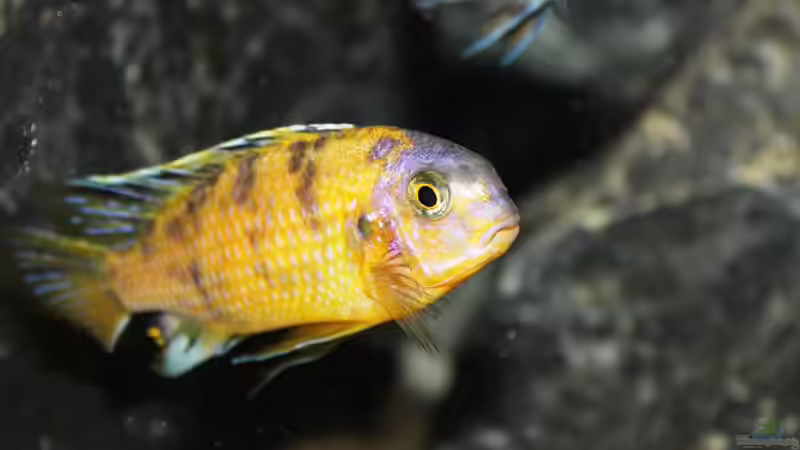 Tropheops sp. black im Aquarium halten (Einrichtungsbeispiele für Tropheops sp. black)