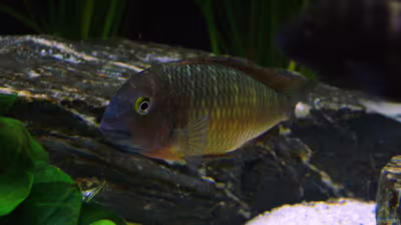 Aquarien mit Tropheus moorii "Ilangi" (Einrichtungsbeispiele Tropheus Ilangi) Aquarien mit Tropheus moorii "Ilangi" (Einrichtungsbeispiele Tropheus Ilangi)