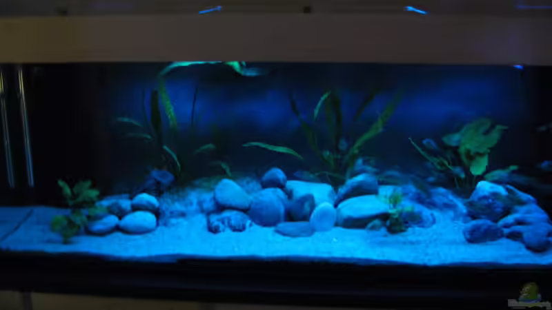 Tropheus Kapampa