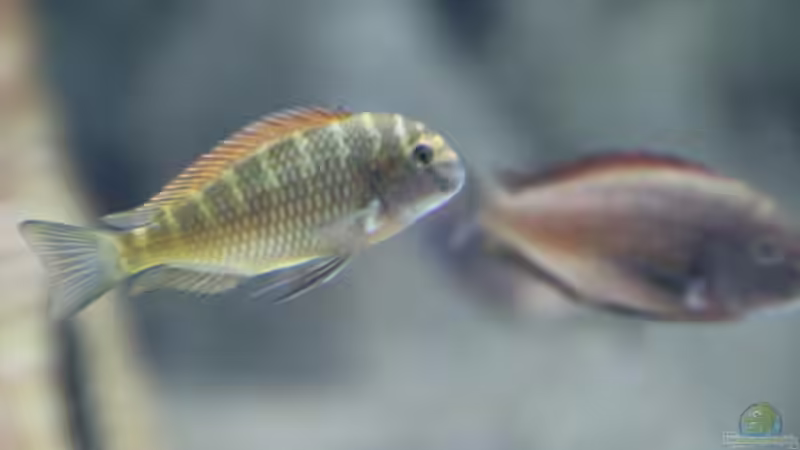 Einrichtungsbeispiele für die Haltung von Tropheus moorii "Moliro" im Aquarium Einrichtungsbeispiele für die Haltung von Tropheus moorii "Moliro" im Aquarium