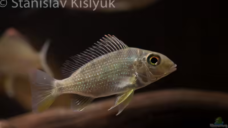 Tylochromis im Aquarium (Einrichtungsbeispiele für Tylochromis-Arten) Tylochromis im Aquarium (Einrichtungsbeispiele für Tylochromis-Arten)