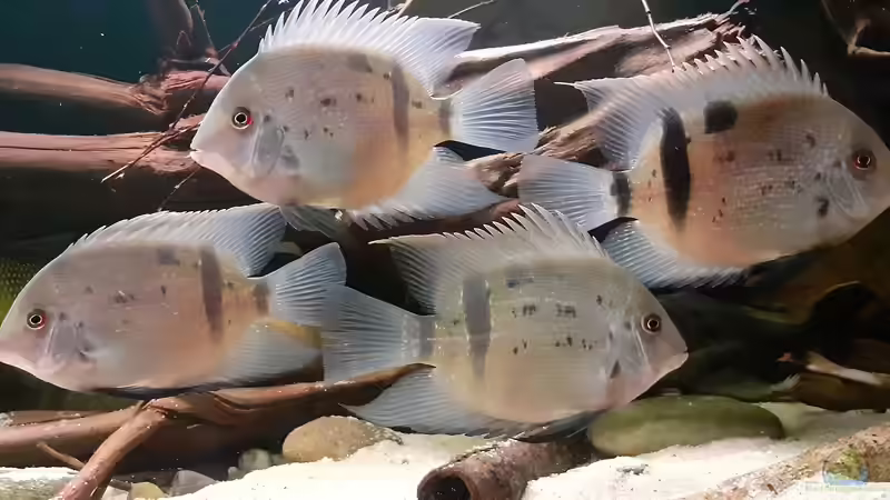 Uaru fernandezyepezi im Aquarium halten (Einrichtungsbeispiele für Orinoco-Keilfleckbuntbarsche) Uaru fernandezyepezi im Aquarium halten (Einrichtungsbeispiele für Orinoco-Keilfleckbuntbarsche)