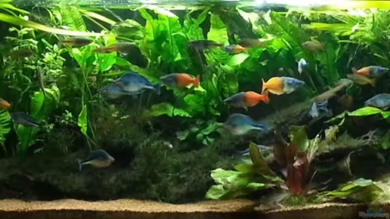 Underwater Rainbows