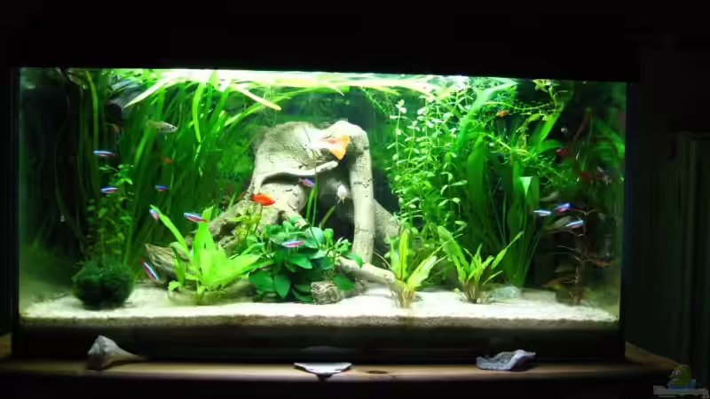 Unser Aquarium