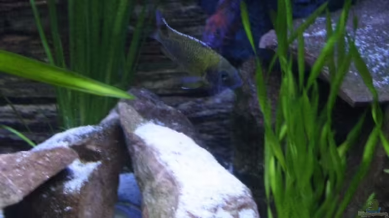 Vallisneria australis im Aquarium (Einrichtungsbeispiele mit Riesensumpfschraube) Vallisneria australis im Aquarium (Einrichtungsbeispiele mit Riesensumpfschraube)