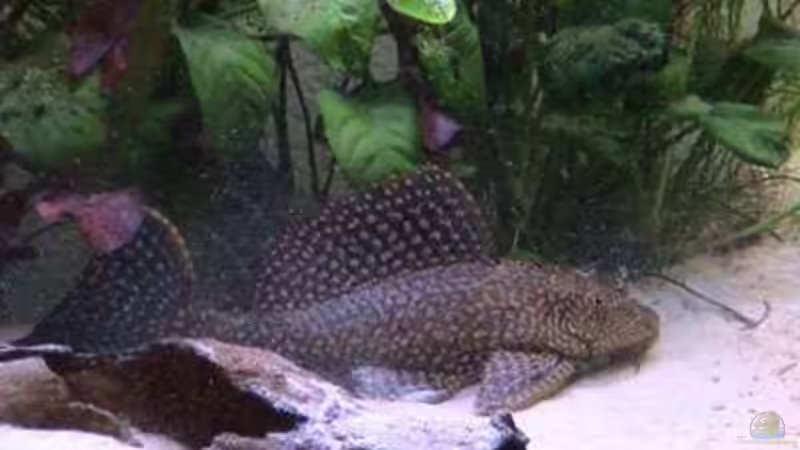 Wabenschilderwelse im Aquarium (Einrichtungsbeispiele für Glyptoperichthys gibbiceps) Wabenschilderwelse im Aquarium (Einrichtungsbeispiele für Glyptoperichthys gibbiceps)