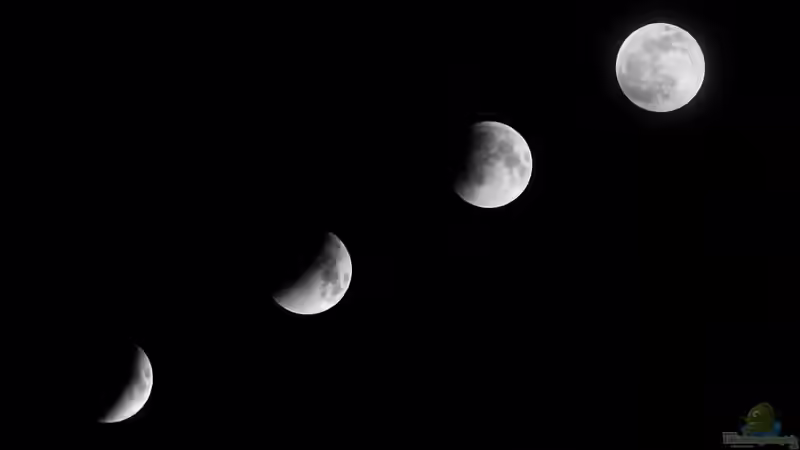 Was hat der Mond mit dem Gärtnern zu tun?