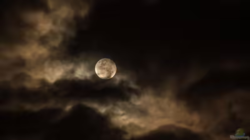 Was hat der Mond mit dem Gärtnern zu tun?