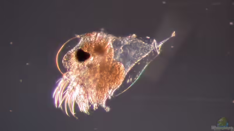 Was ist Zooplankton? Eine umfassende Einführung