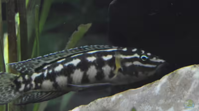 Aquarien mit Julidochromis marlieri (Schachbrett-Schlankcichlide)