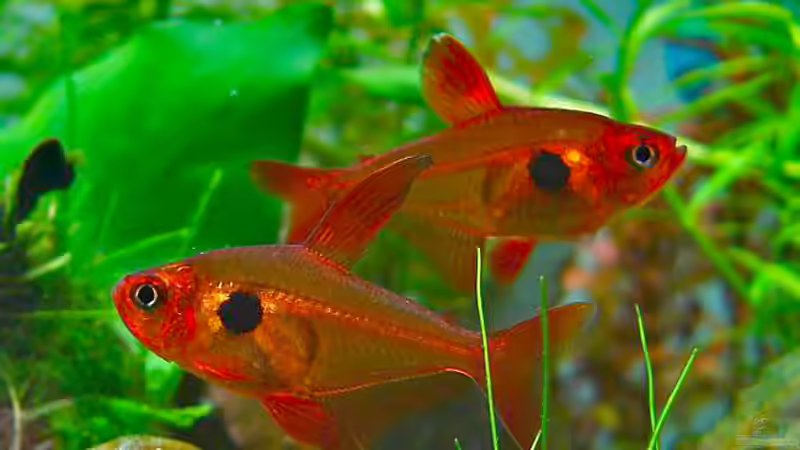 Weiches Wasser: Welche Zierfische sind geeignet?