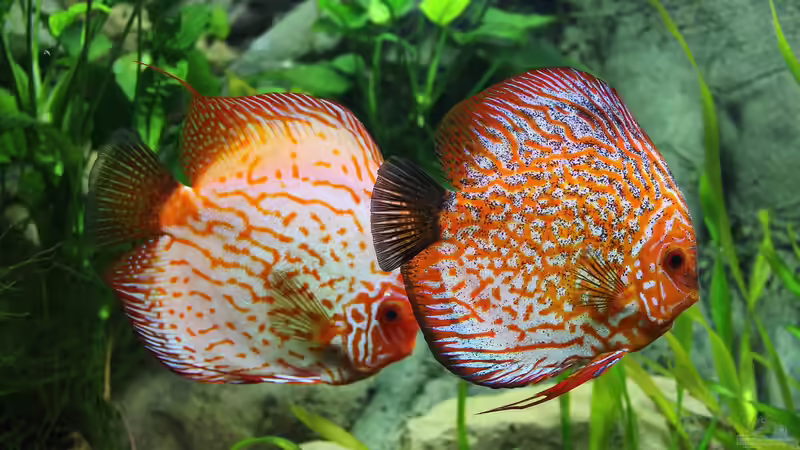 Weiches Wasser: Welche Zierfische sind geeignet?