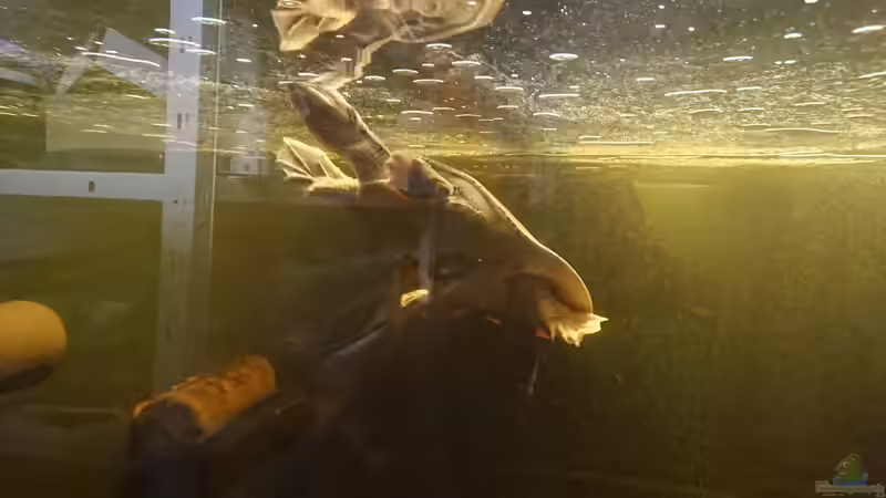 Apalone ferox halten (Einrichtungsbeispiele für Floria-Weichschildkröten)
