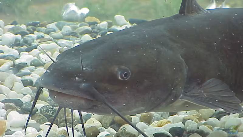 Wenn der stille Riese zuschlägt: Welsangriffe im Brombachsee