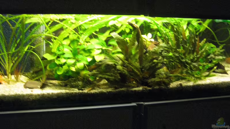 Westafrikaaquarium