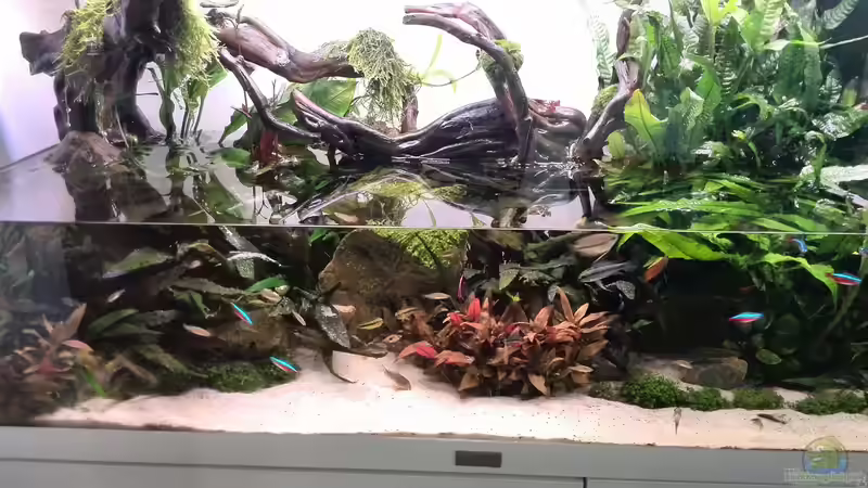 Wie verhindert man Schimmelbildung im Paludarium?