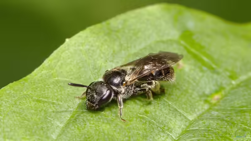 Wildbienen: Diese Arten kannst du im Garten beobachten