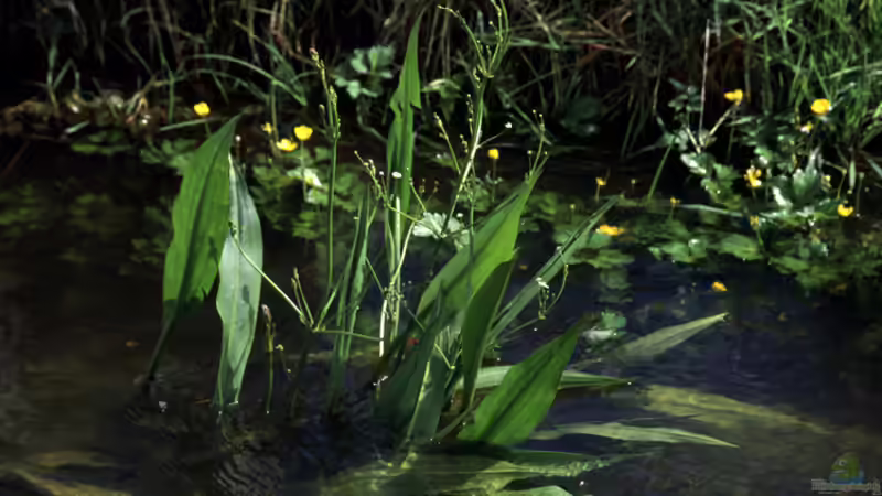 Winterharte Wasserpflanzen – Ein Blick auf ihre unterschiedlichen Überwinterungsstrategien