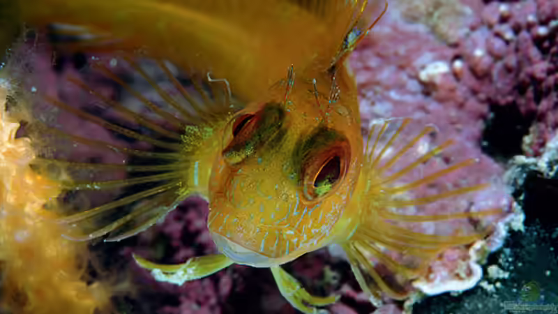 Woher haben Schleimfische ihren Namen?