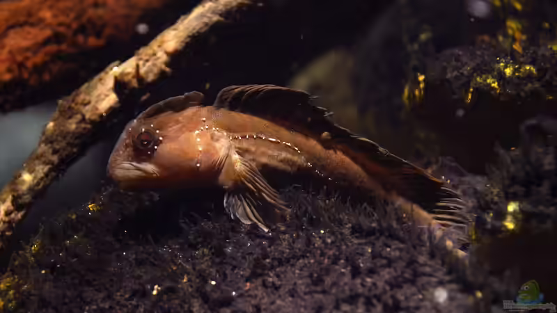 Woher haben Schleimfische ihren Namen?