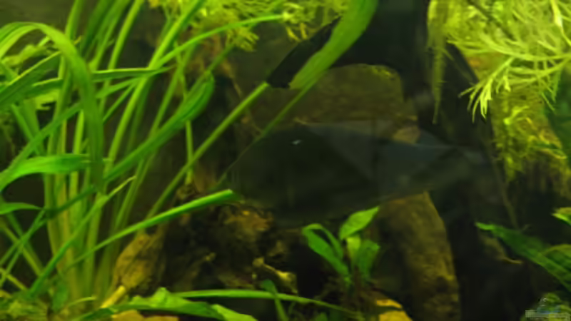 Aquarien mit Xenomystus nigri (Afrikanischer Messerfisch) Aquarien mit Xenomystus nigri (Afrikanischer Messerfisch)