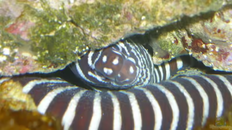 Muränen im Aquarium halten (Einrichtungsbeispiele mit Muränen) Muränen im Aquarium halten (Einrichtungsbeispiele mit Muränen)
