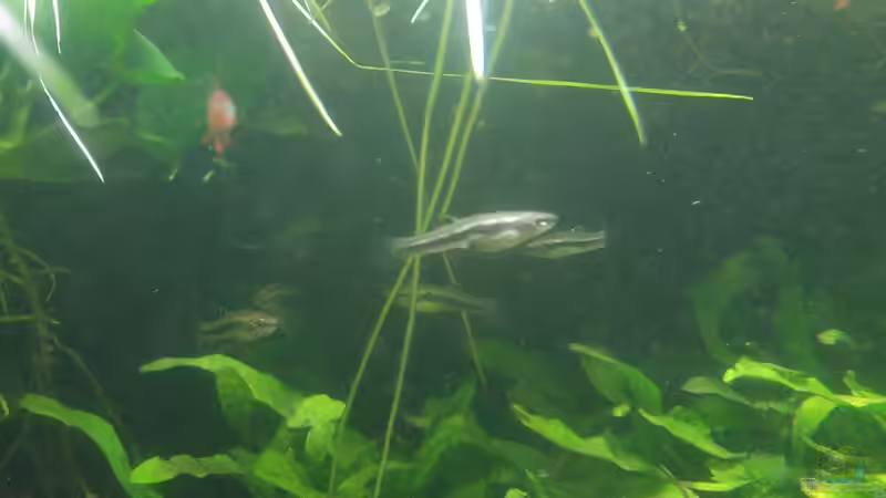 Aquarien mit Heterandria formosa (Zwergkärpfling) Aquarien mit Heterandria formosa (Zwergkärpfling)