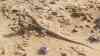 Acanthodactylus scutellatus