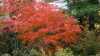 Acer japonicum