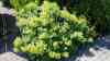 Alchemilla mollis