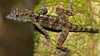 Anolis allogus