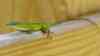 Anolis chlorocyanu