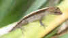 Anolis cupreus
