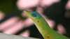 Anolis trinitatis
