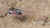 Apogon erythrinus