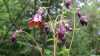 Aquilegia atrata