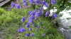 Aquilegia vulgaris