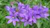 Campanula glomerata