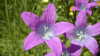Campanula patula