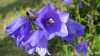 Campanula persicifolia