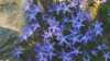 Campanula poscharskyana