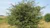 Crataegus laevigata