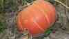 Cucurbita maxima
