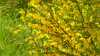 Cytisus scoparius