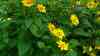 Helianthus decapetalus