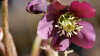 Helleborus orientalis