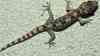Hemidactylus angulatus