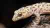 Hemidactylus turcicus